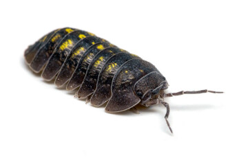 Armadillidium granulatum Spain